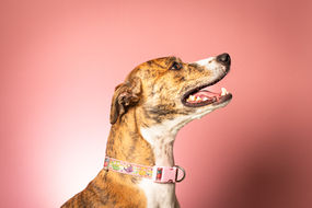 Eden animal rescue- Dog photographer Dave Forknall
