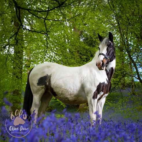 Horse portrait - bluebell woodland