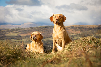 Pair of fox red labradors with Lake District fells in background