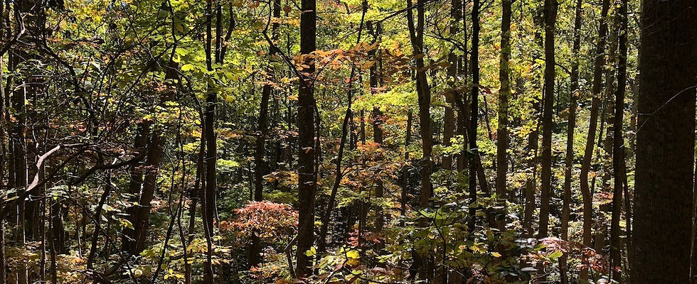 woods better ratio.jpeg