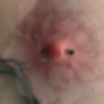 Nipple piercing