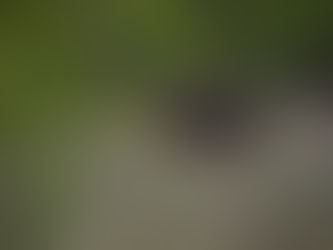 Let's Hear It For the Hogs