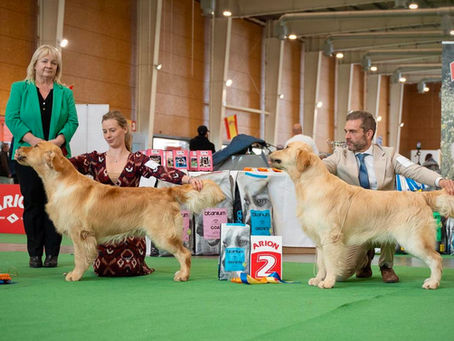 Gran éxito en la Monográfica & Exposición de Talavera
