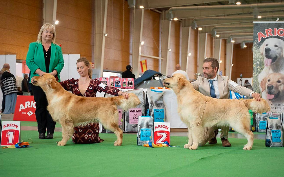 Gran éxito en la Monográfica & Exposición de Talavera