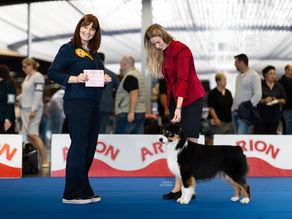 Riatta Silverstone Free Rein at Emerald View Australian Shepherd nueva Campeona de España en exposición canina