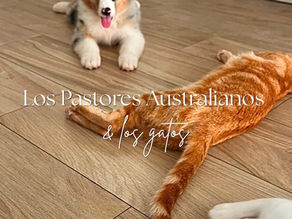 Pastor Australiano conviviendo con un gato en casa