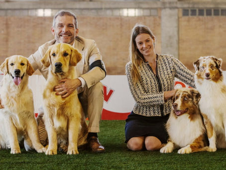 criador de pastor australiano en España selección responsable de cachorros