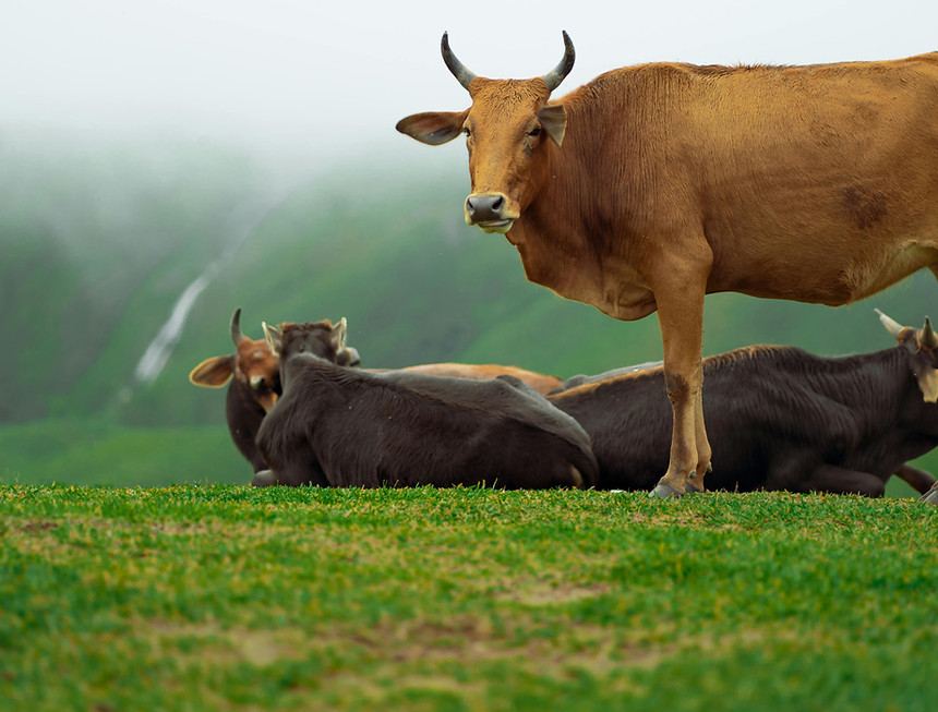 pexels-nandhukumar-16967534 (1).jpg