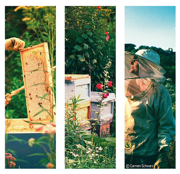 Eine Collage: Annika Schilling bei der Honig-Ernte, sie fegt eine Bienenzarge. Bienenstöcke stehen zwischen wilden Pflanzen. Annika Schilling schaut am Rolandsbogen in die Sonne.