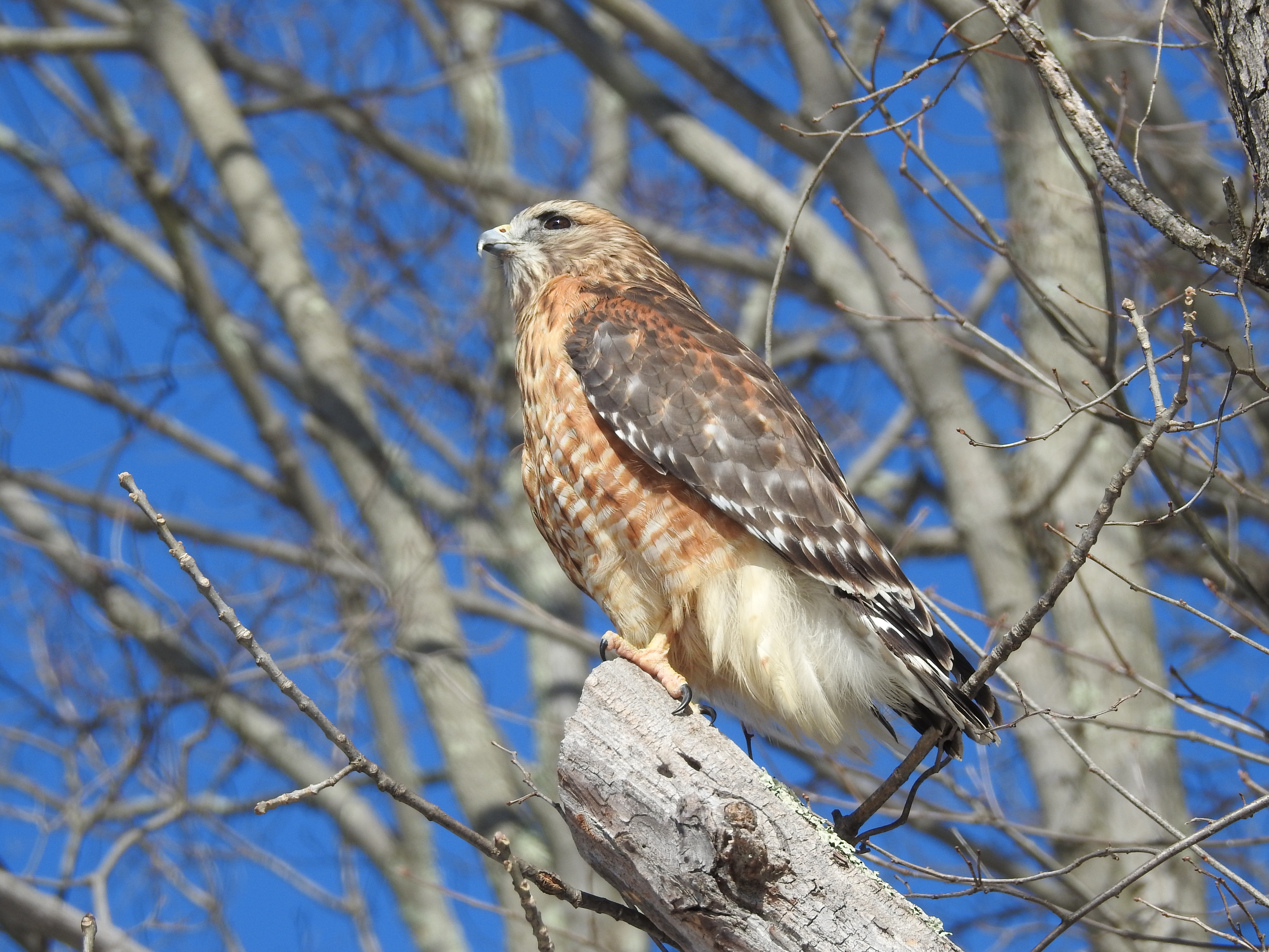 Red Shouldered Hawk