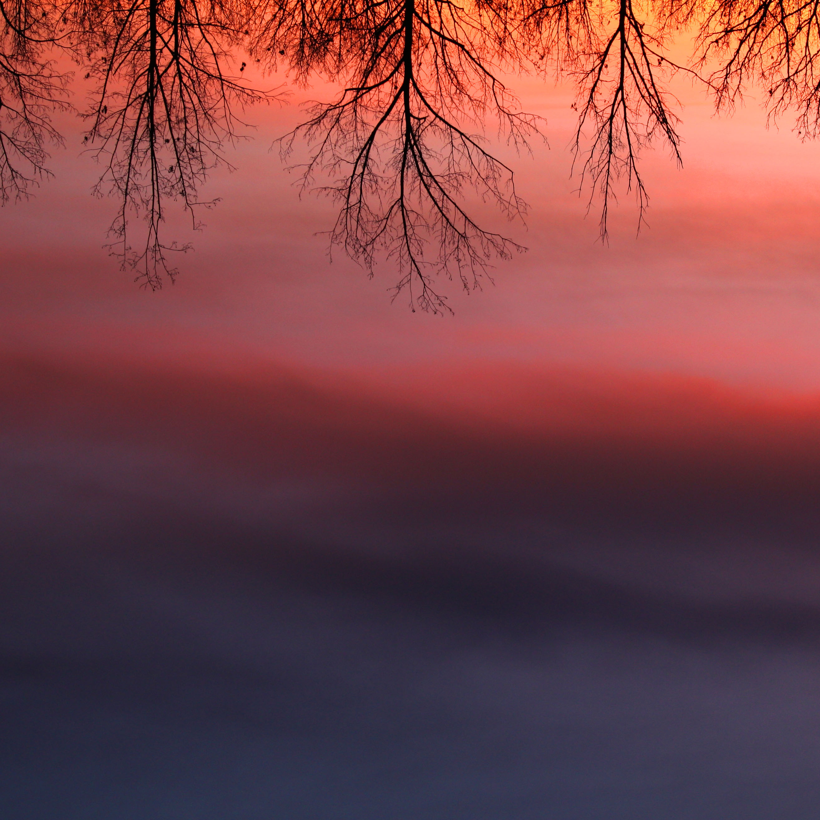 Roots Above