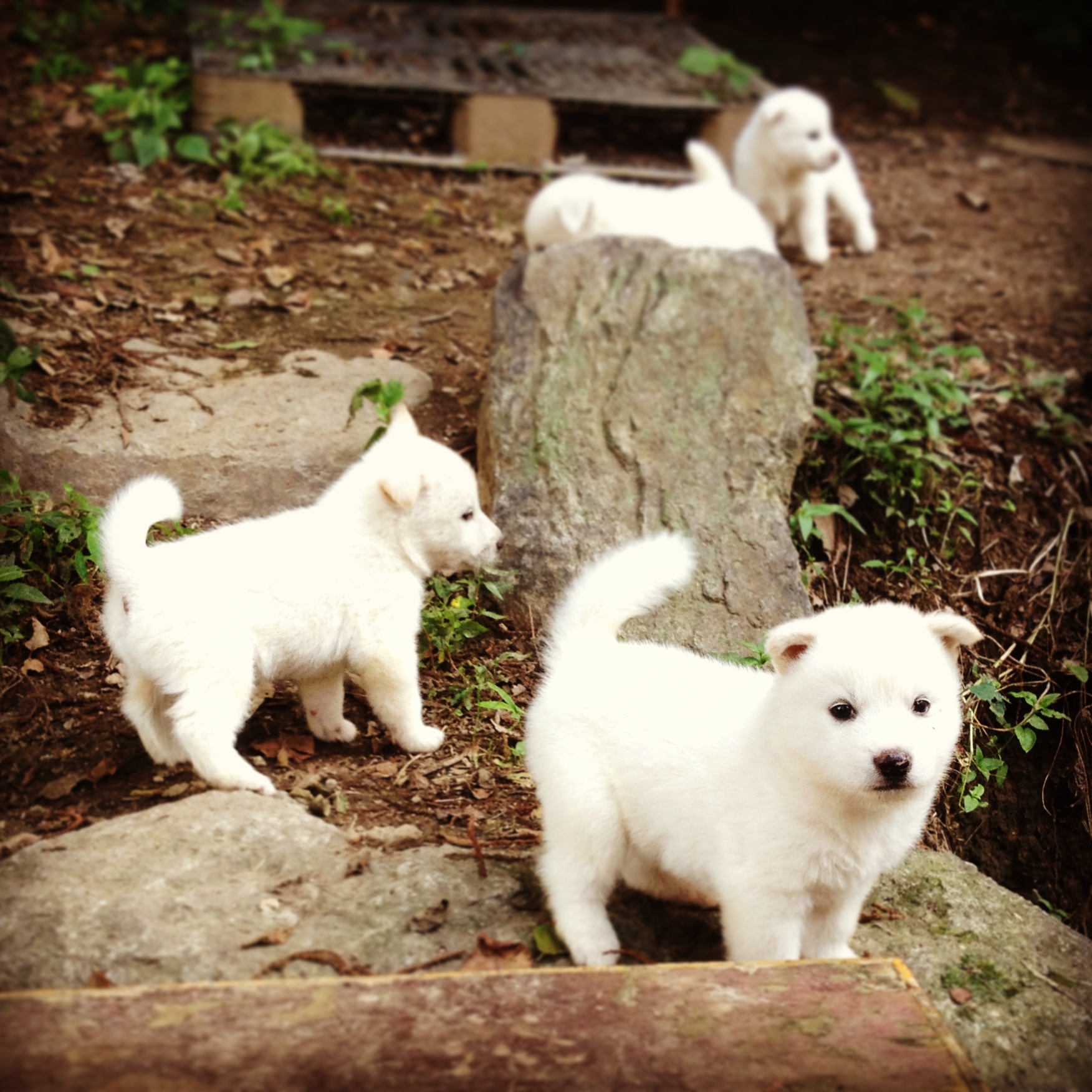 Pups