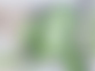 How to Landscape Your Yard from Scratch