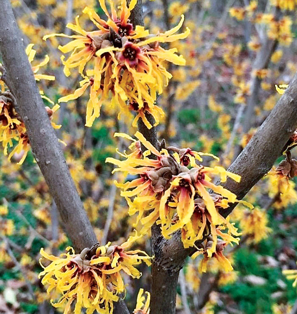 Witch Hazel Flowers