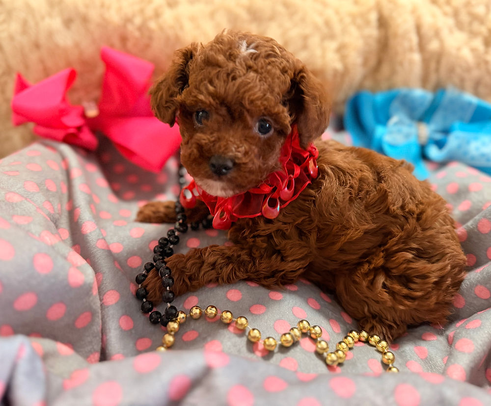 Meet Tianna, a tiny red toy poodle with a spunky personality and lots of playful charm.