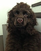 cocker that was purchase at vanity pups