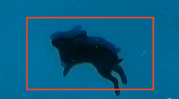 Hnet-image-1.gif