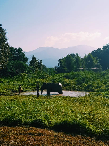 thailand elephants bathing.jpg