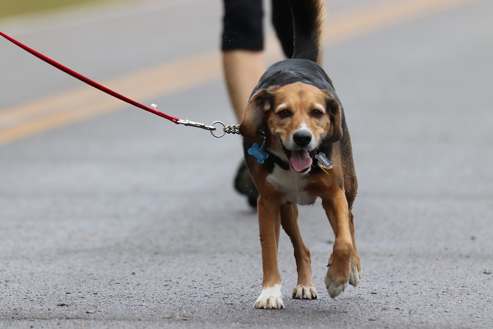 How exercising with your dog helps you both