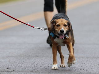 Race4Love is Dog Friendly!