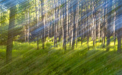 LindbergWes-Light-Poetry