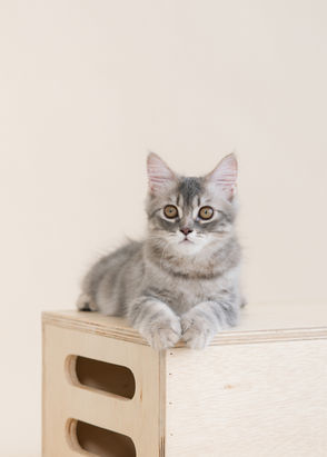 Bowie Couple-19-2.jpg