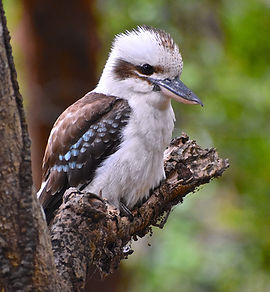 Kookaburra actual 1