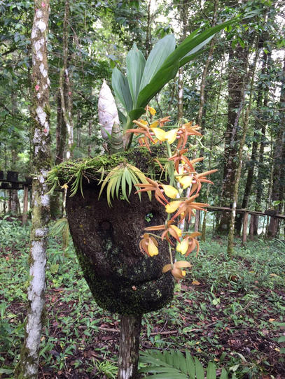 yellow orchids
