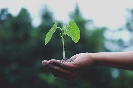 agriculture-growth-hand-1072824_edited.jpg