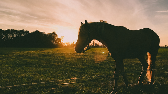 Untitled design (17).png