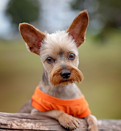 Curry Craft
BH Staff Support Dog