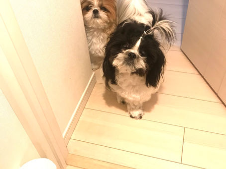 今日もトイレ犬★