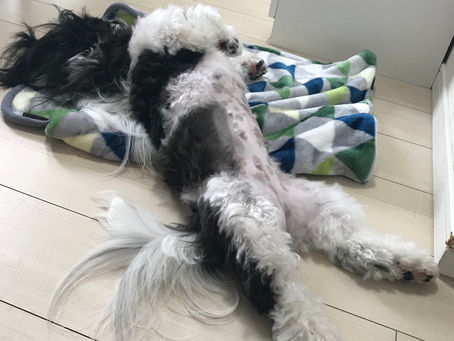 テキーラ爆睡中