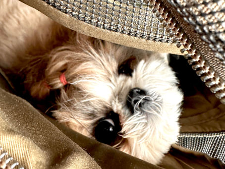 ビール🐶＆ビール🍺