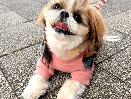 チョコレート🍫