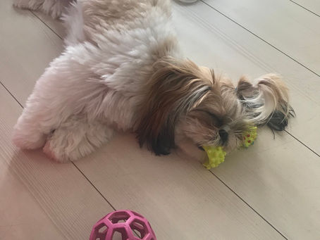 大好きなおもちゃ