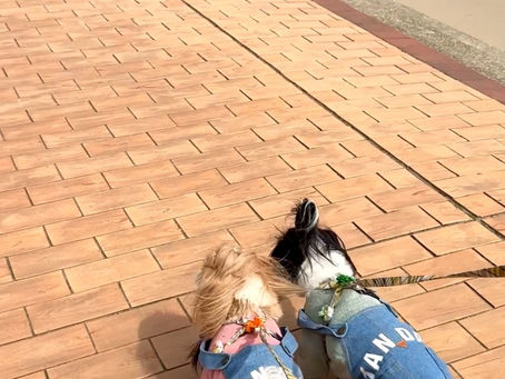 海は気持ちいいな🐬💫