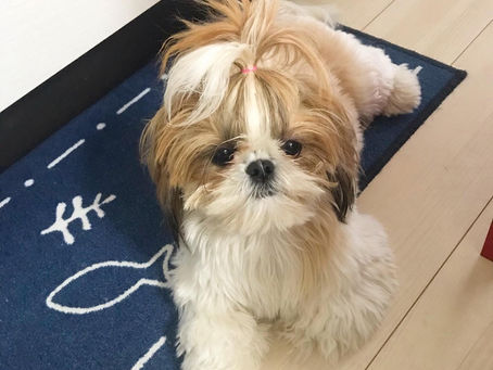 私のパートナー