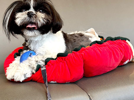 テキーラとオランジェット🐶🍊