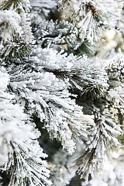 How To Flock A Christmas Tree.jpeg