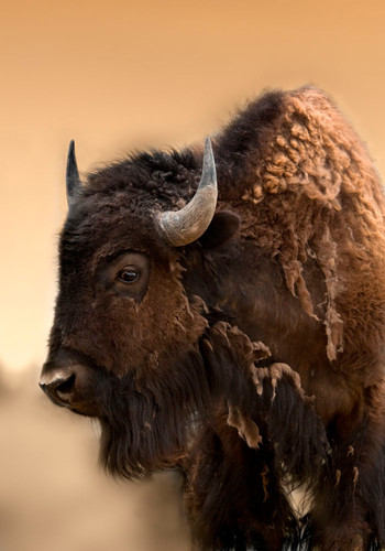 "Bison"- 6/25 - 43 x 33" Framed Archival Print by Lynne Pomeranz | True ...