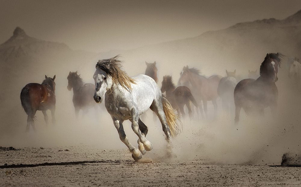 "Desert Rivalry" - 12" x 16" Matted Archival Print by Lynne Pomeranz