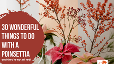 30 ways to use a Poinsettia