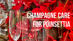 Champagne care for Poinsettia 