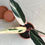 Miniatura: CALATHEA TRICOLOR