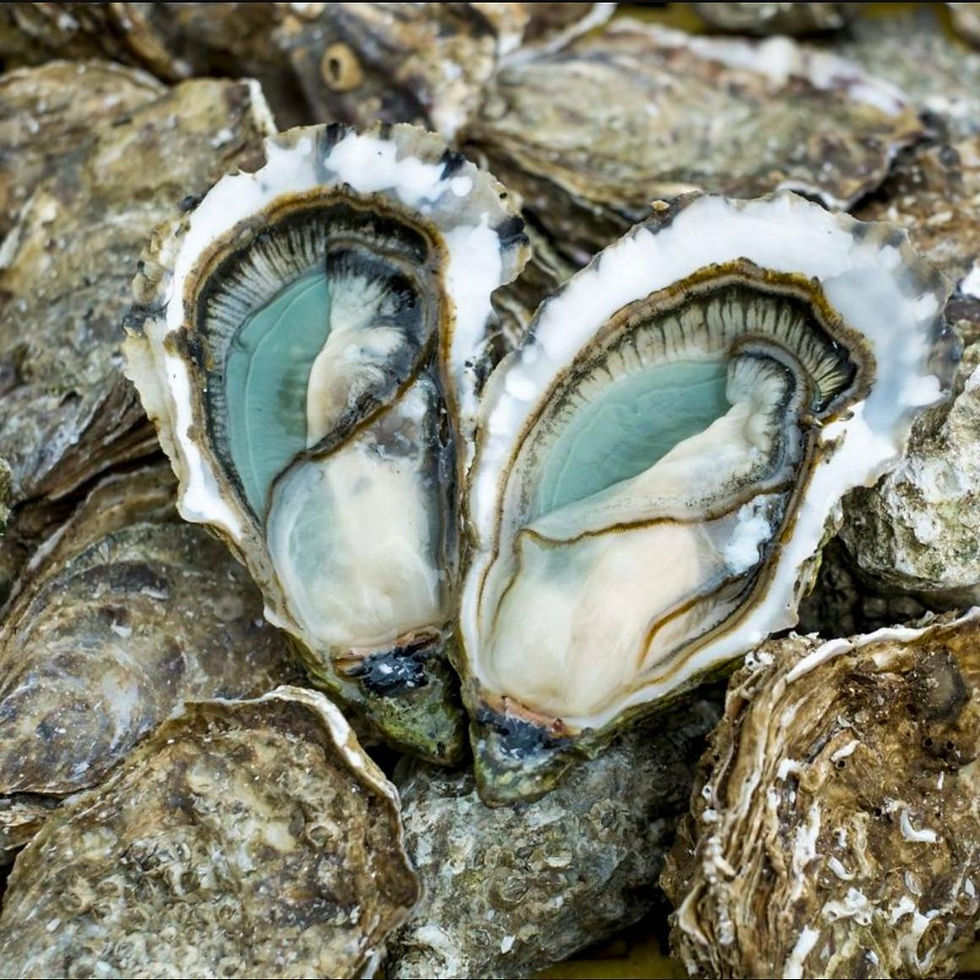 Fresh Oysters