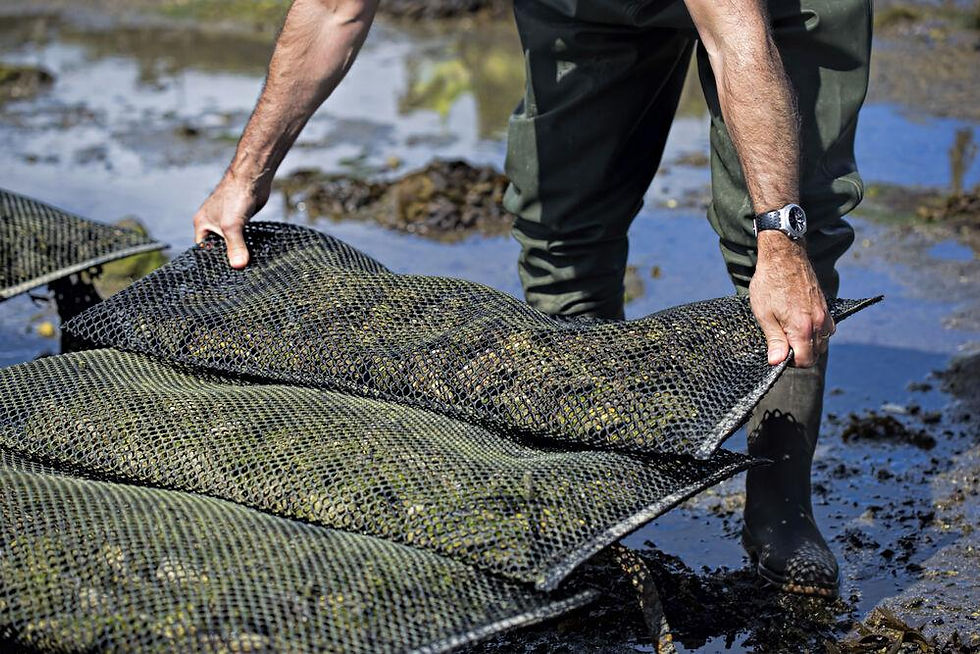 Collecting oysters from the oyster farm