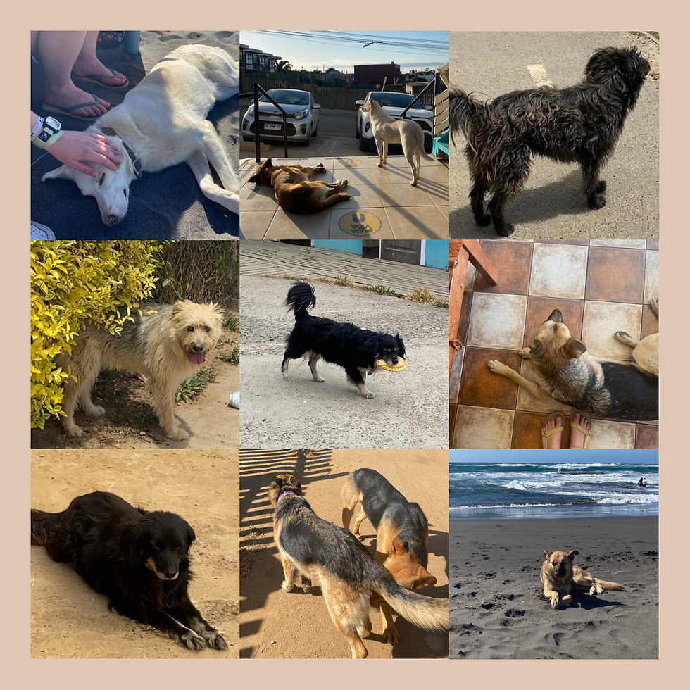 Photo collage of scrappy stray dogs in Pichilemu