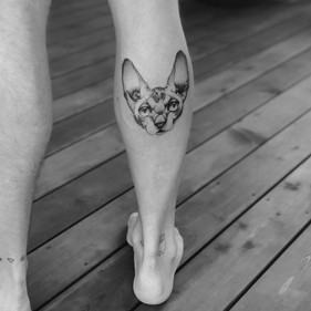 cat