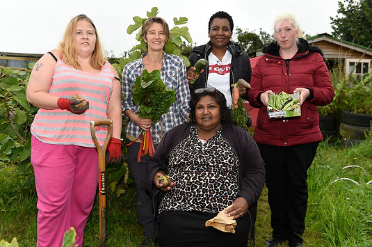 darnallallotmentproject5.jpg
